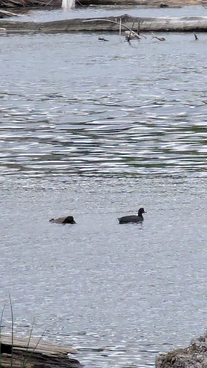 American Coot - ML642925245