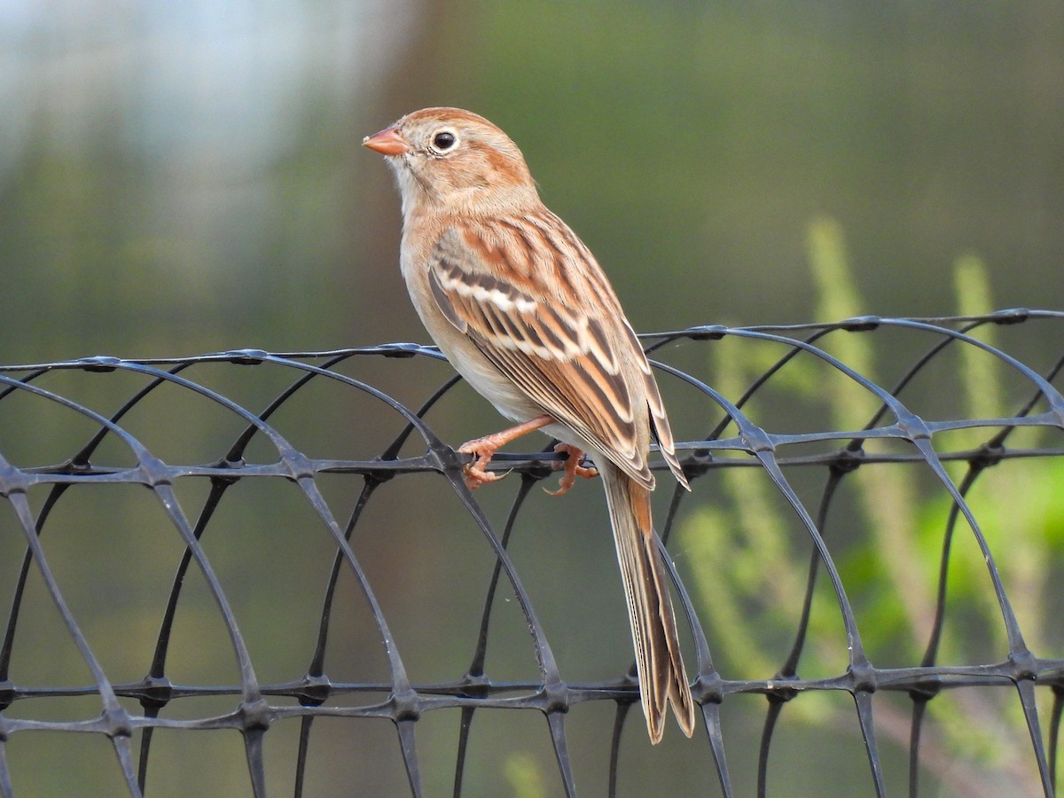 Field Sparrow - ML642925247