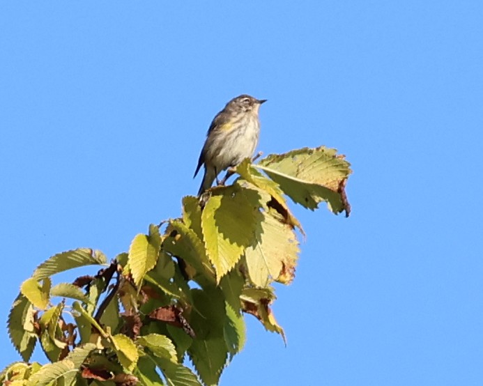 Yellow-rumped Warbler - ML642925255