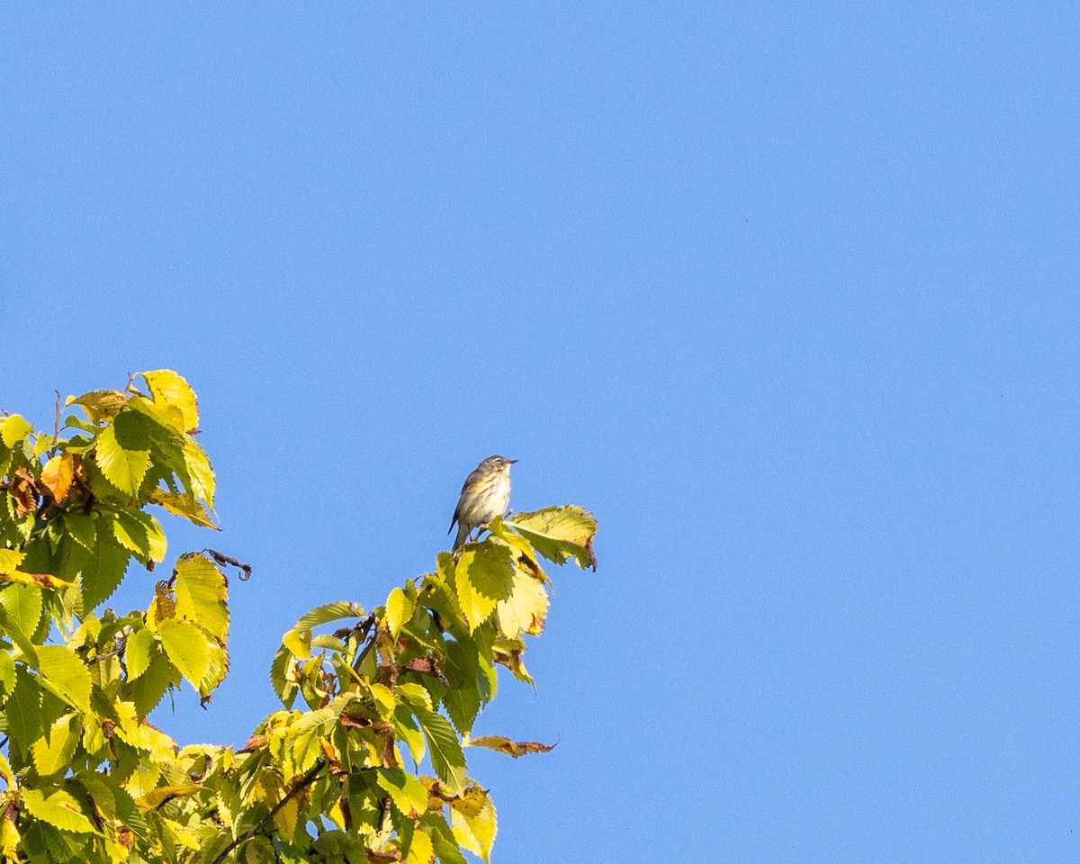 Yellow-rumped Warbler - ML642925258