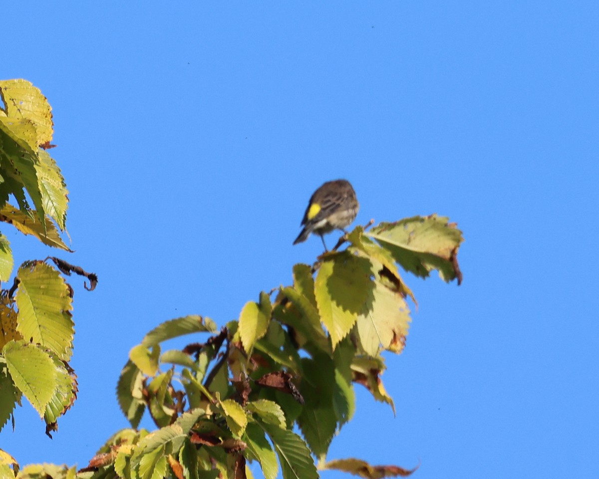 Yellow-rumped Warbler - ML642925261