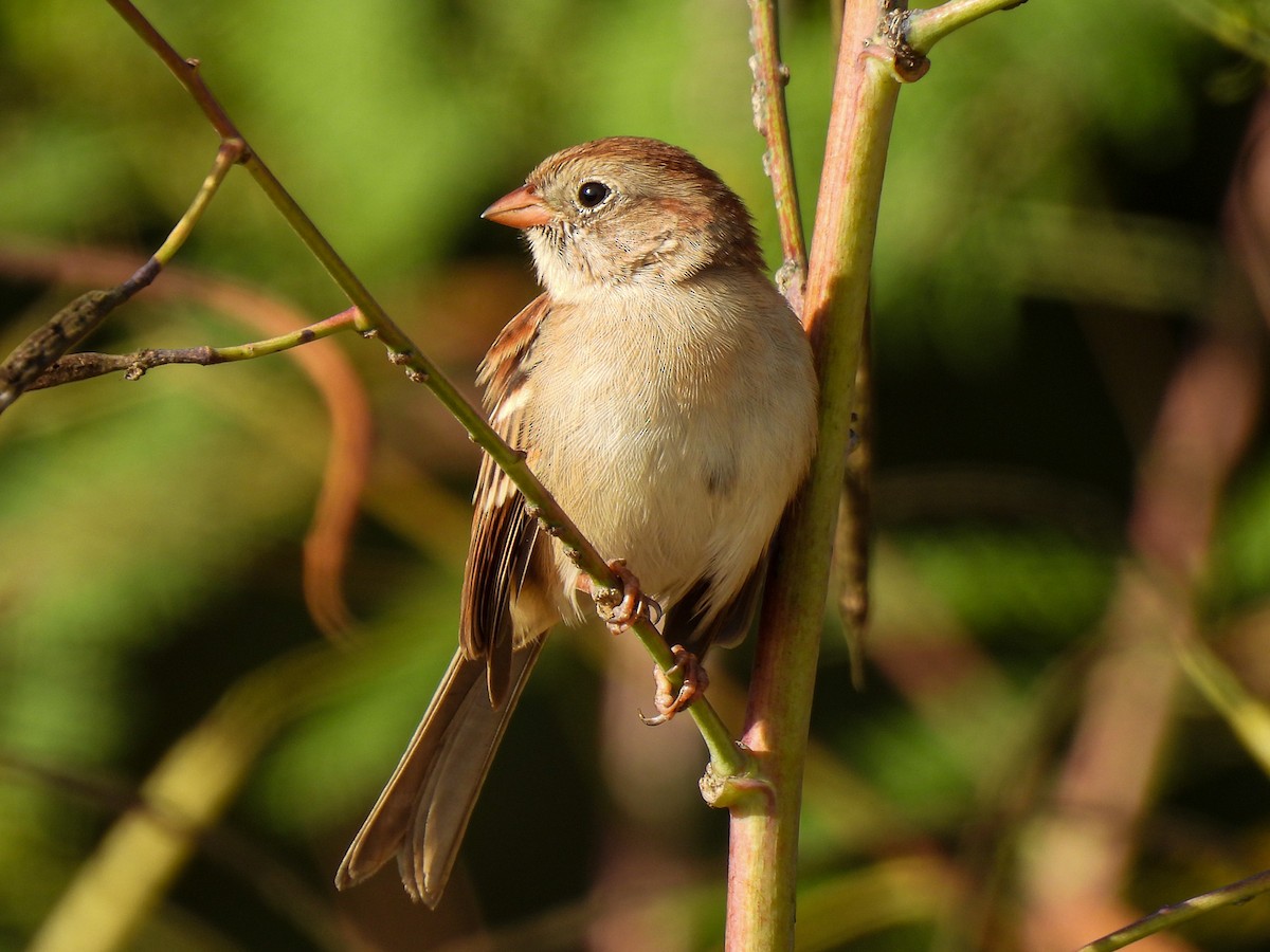 Field Sparrow - ML642925263
