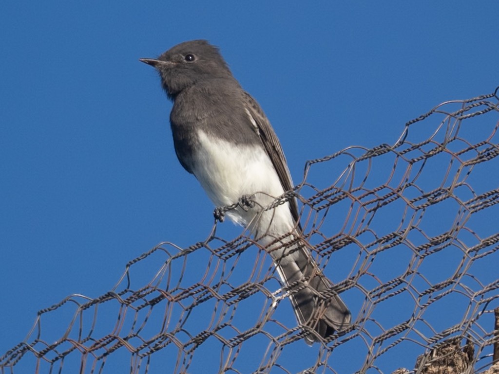Black Phoebe - ML642925264