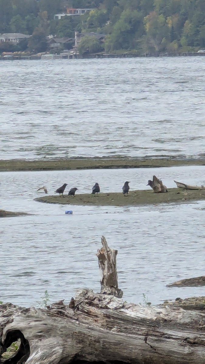 American Crow - ML642925266