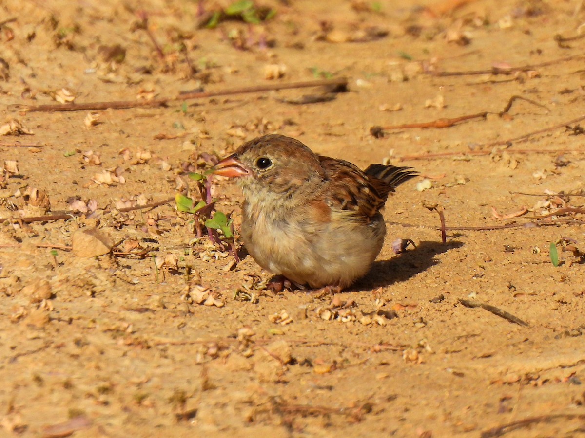 Field Sparrow - ML642925267