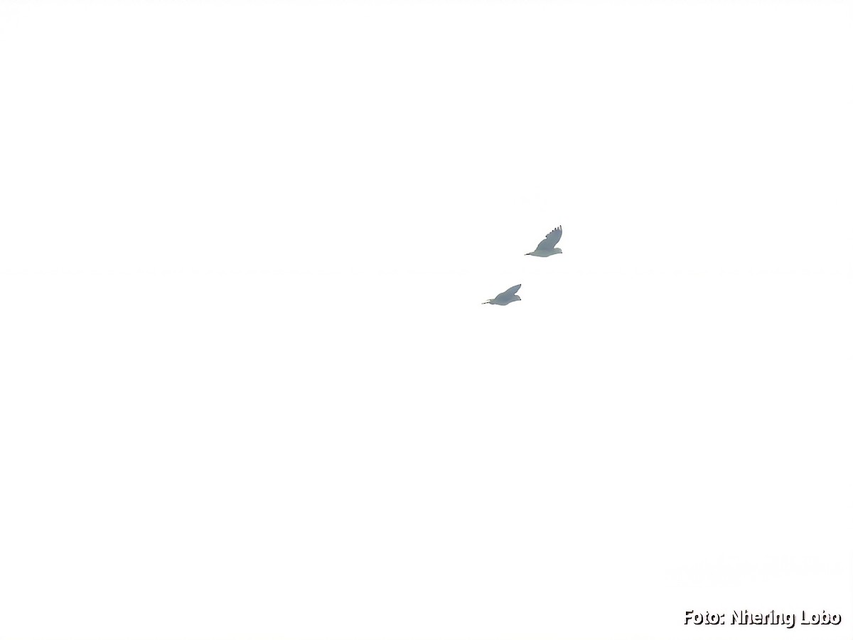 Yellow-crowned Amazon - ML642925270