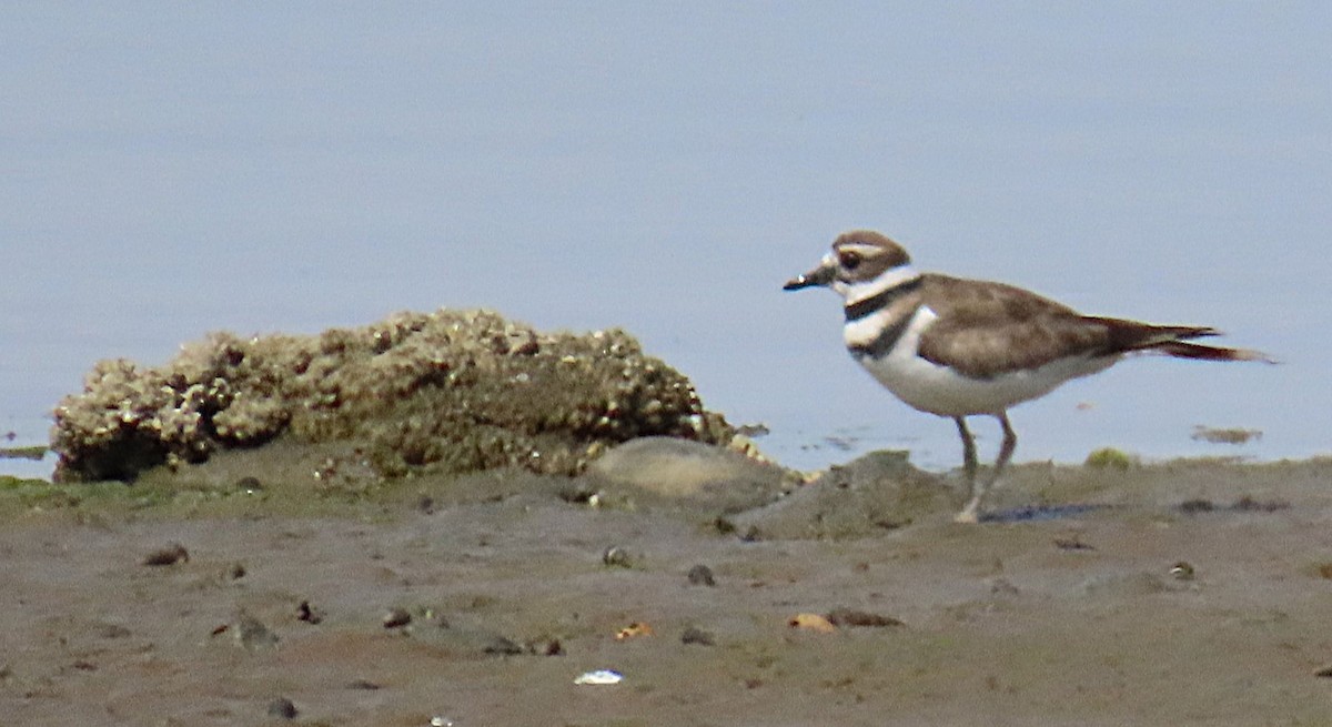 Killdeer - ML642925271