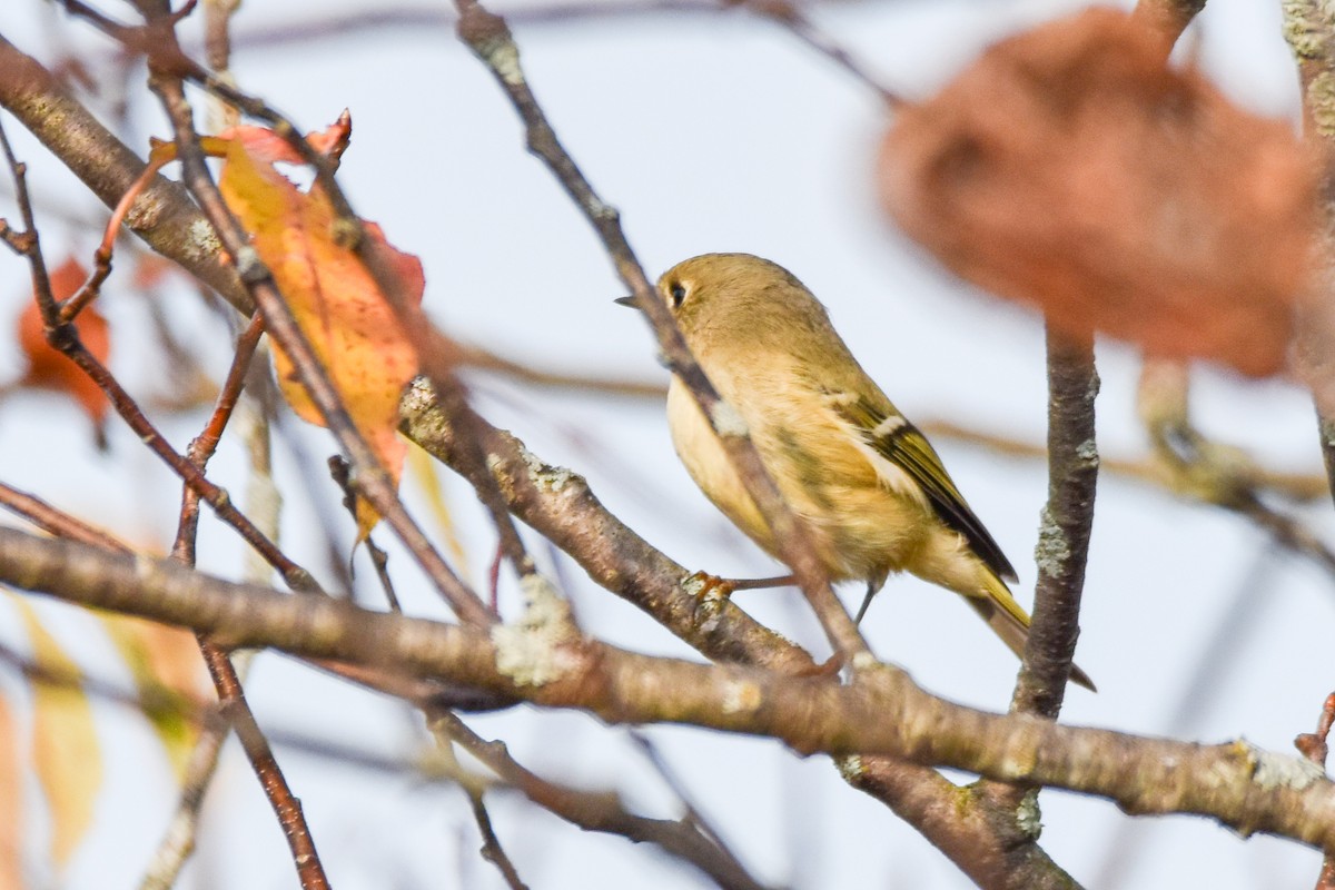 Ruby-crowned Kinglet - ML642925272