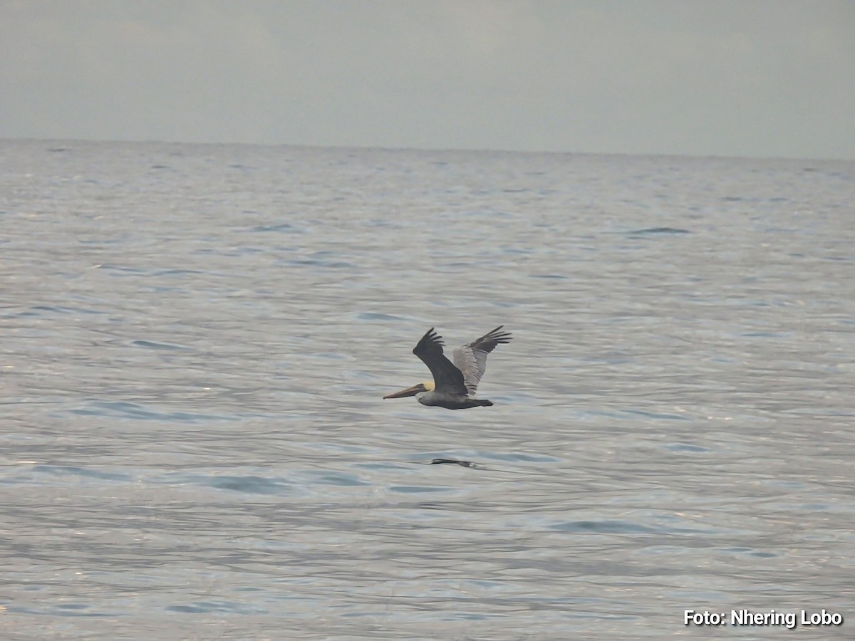 Brown Pelican - ML642925278
