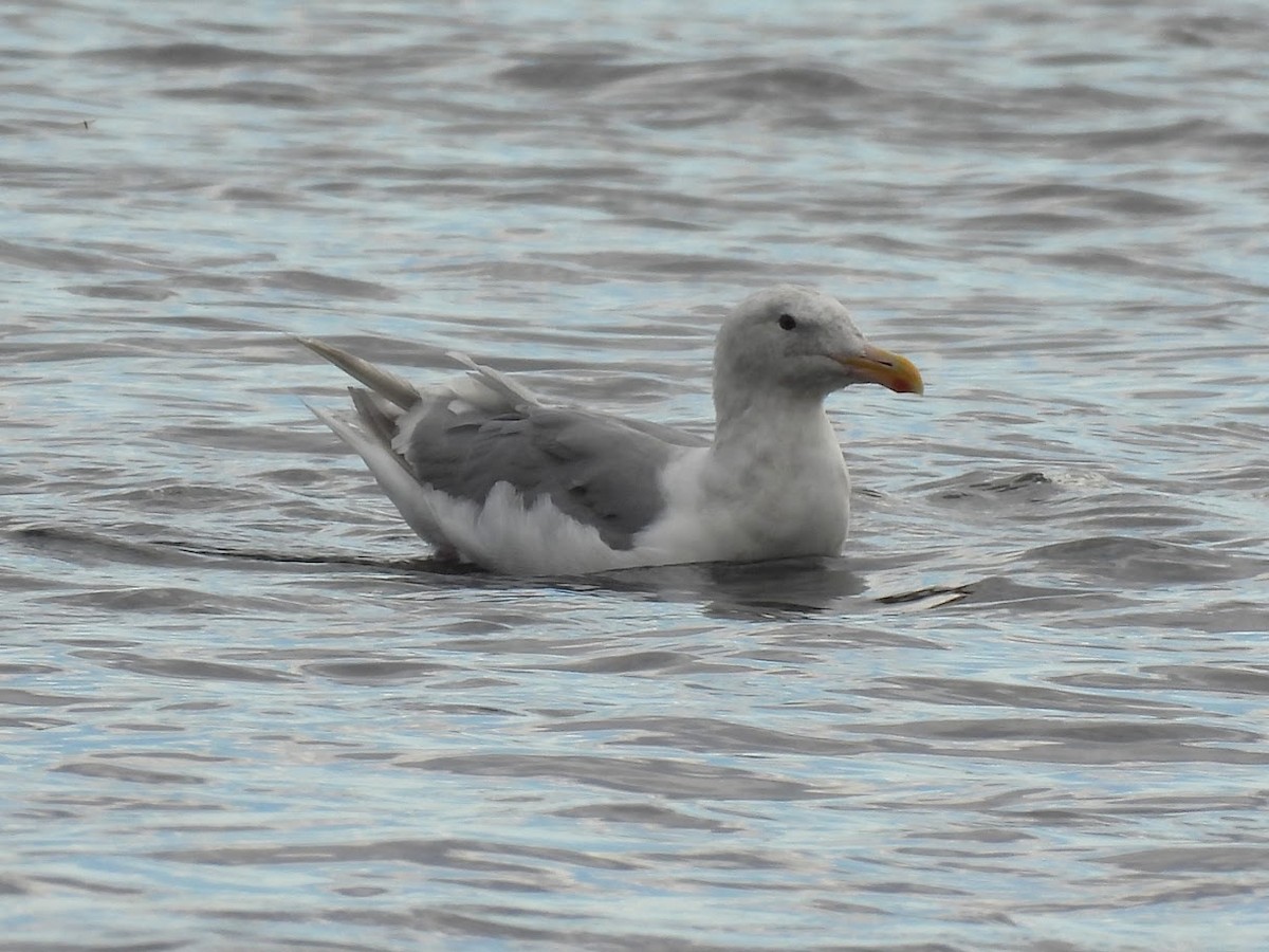 Glaucous-winged Gull - ML642925289