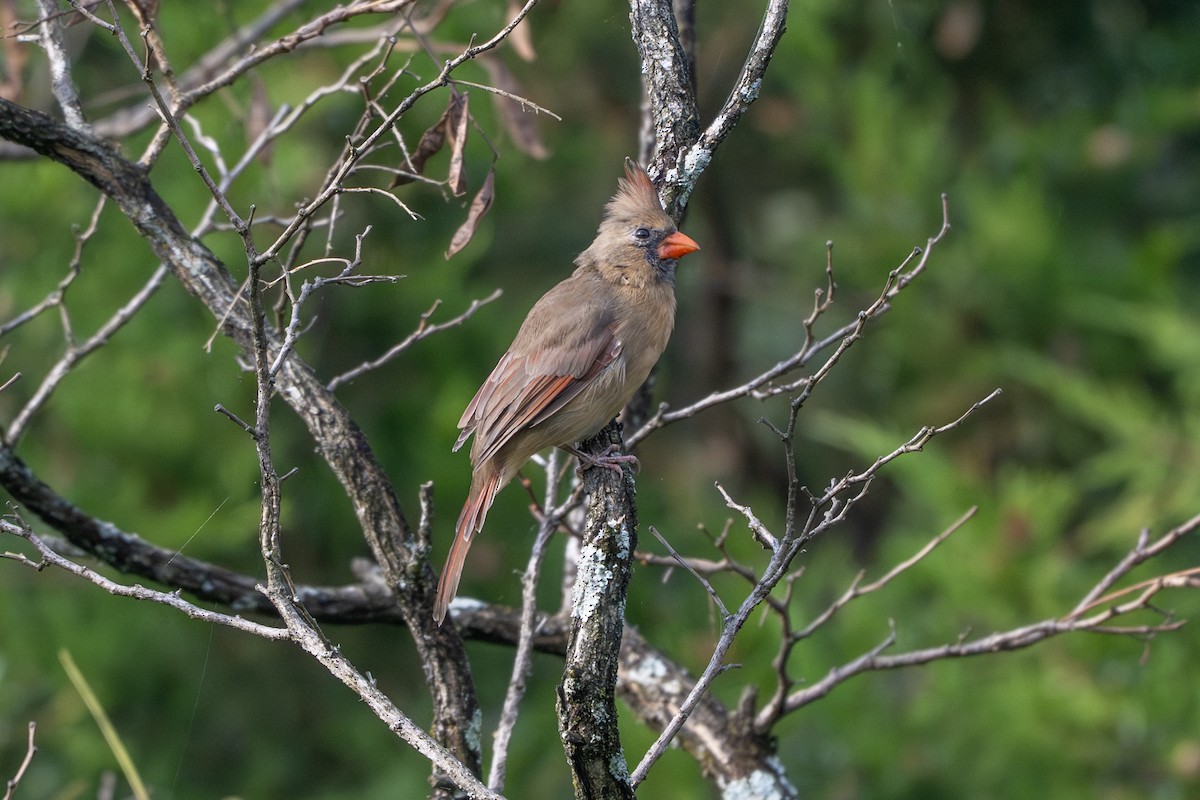 Northern Cardinal - ML642925295