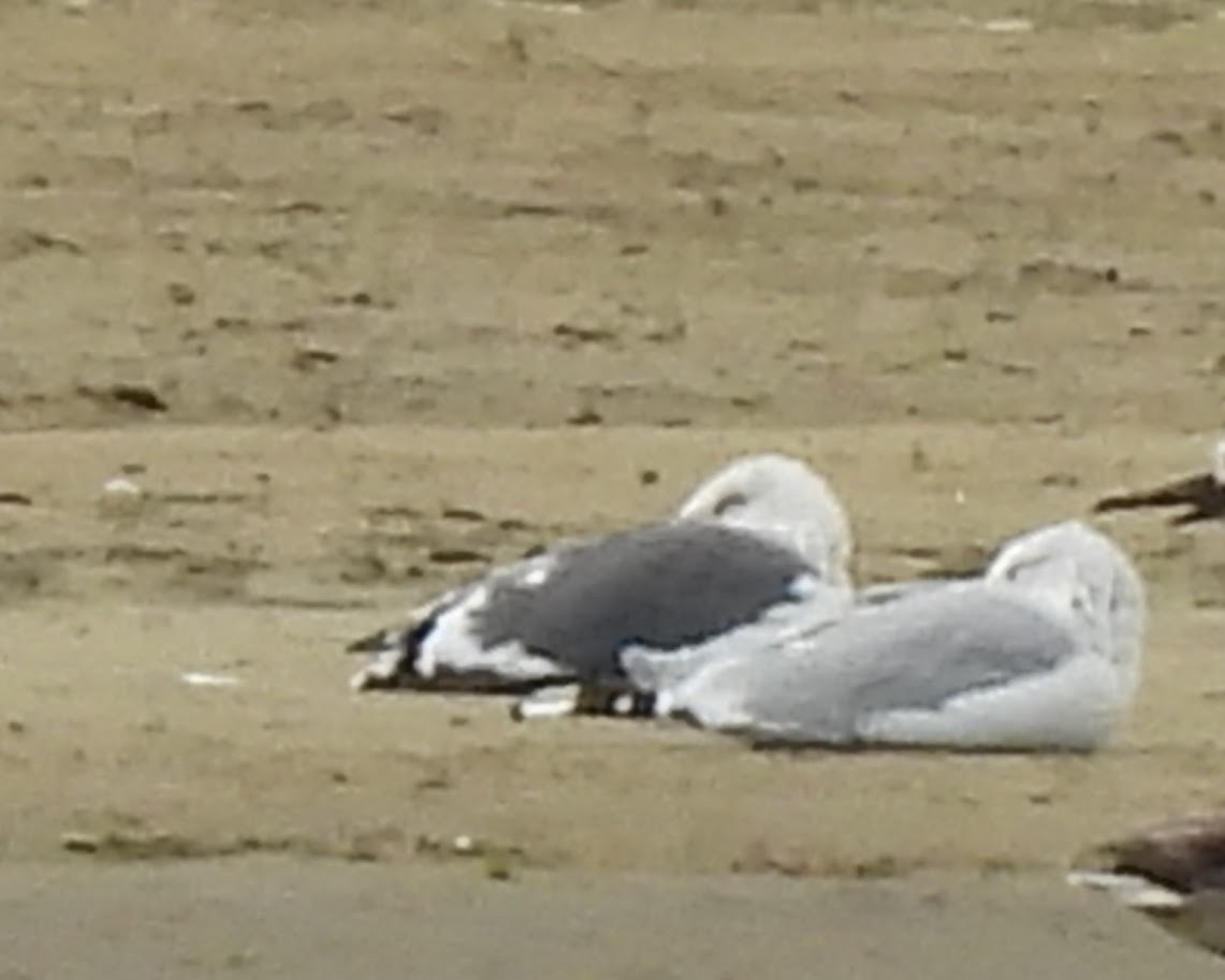 Slaty-backed Gull - ML642925300