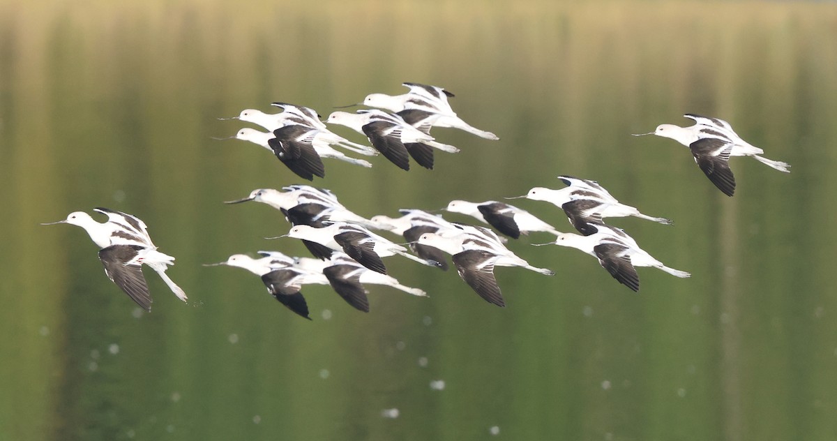 American Avocet - ML642925305
