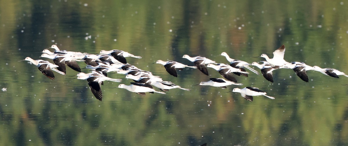 American Avocet - ML642925307
