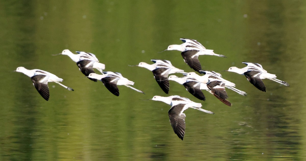 American Avocet - ML642925308