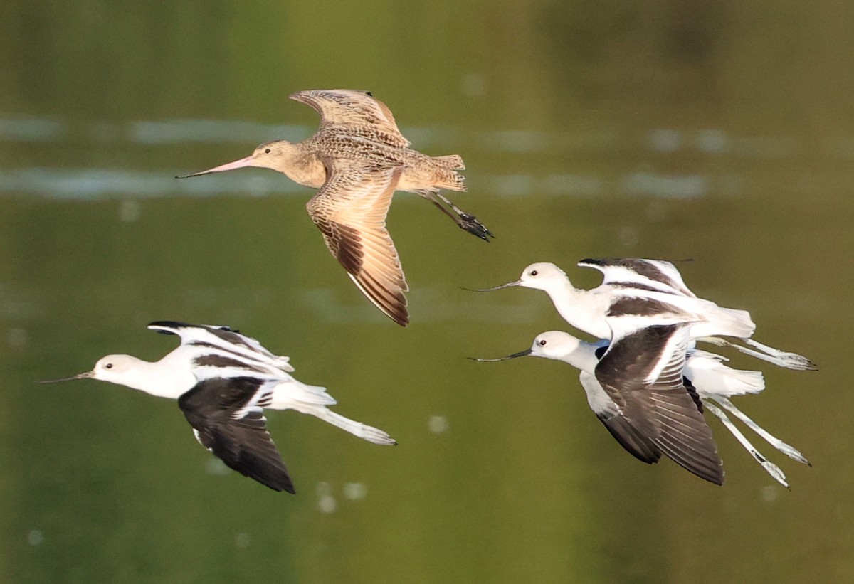 American Avocet - ML642925309