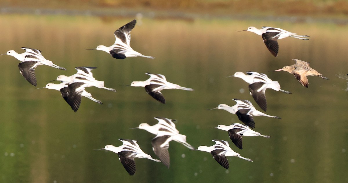 American Avocet - ML642925310