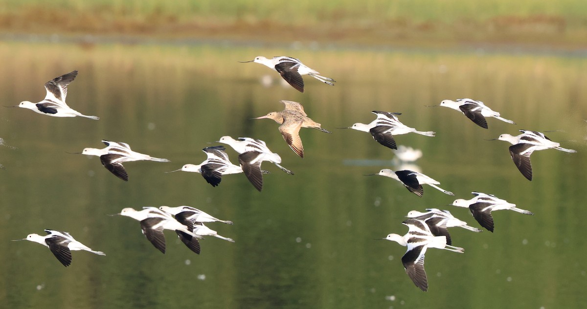 American Avocet - ML642925311