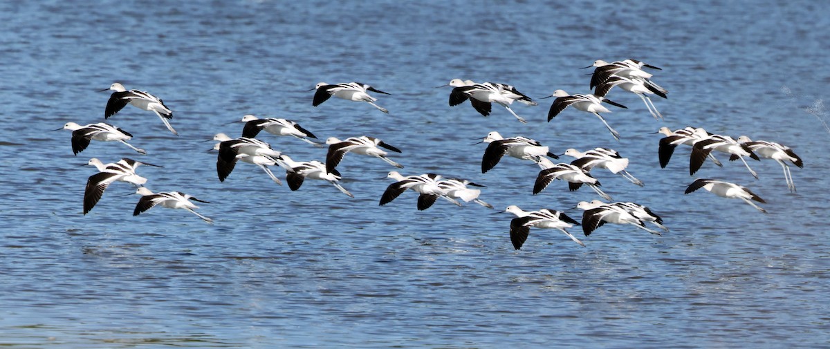 American Avocet - ML642925312