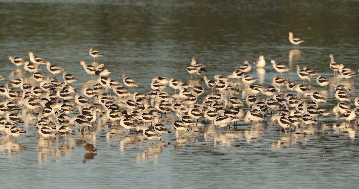 American Avocet - ML642925313