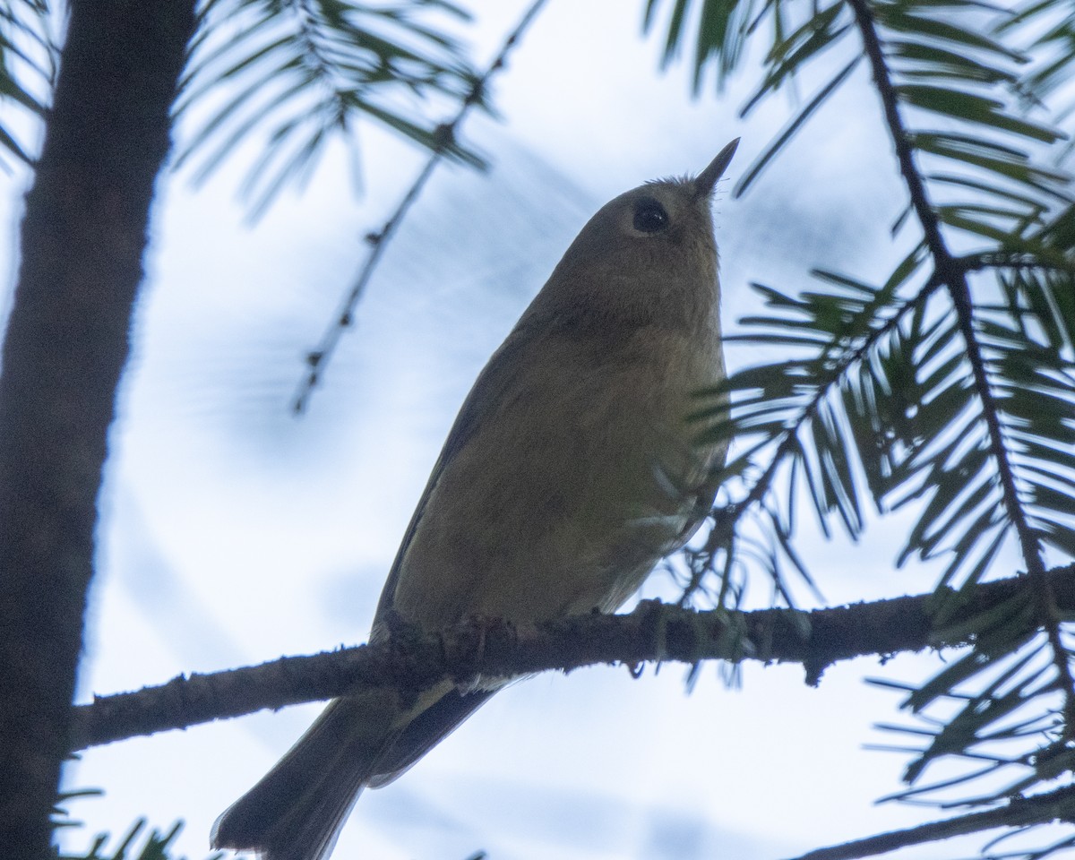 Ruby-crowned Kinglet - ML642925318