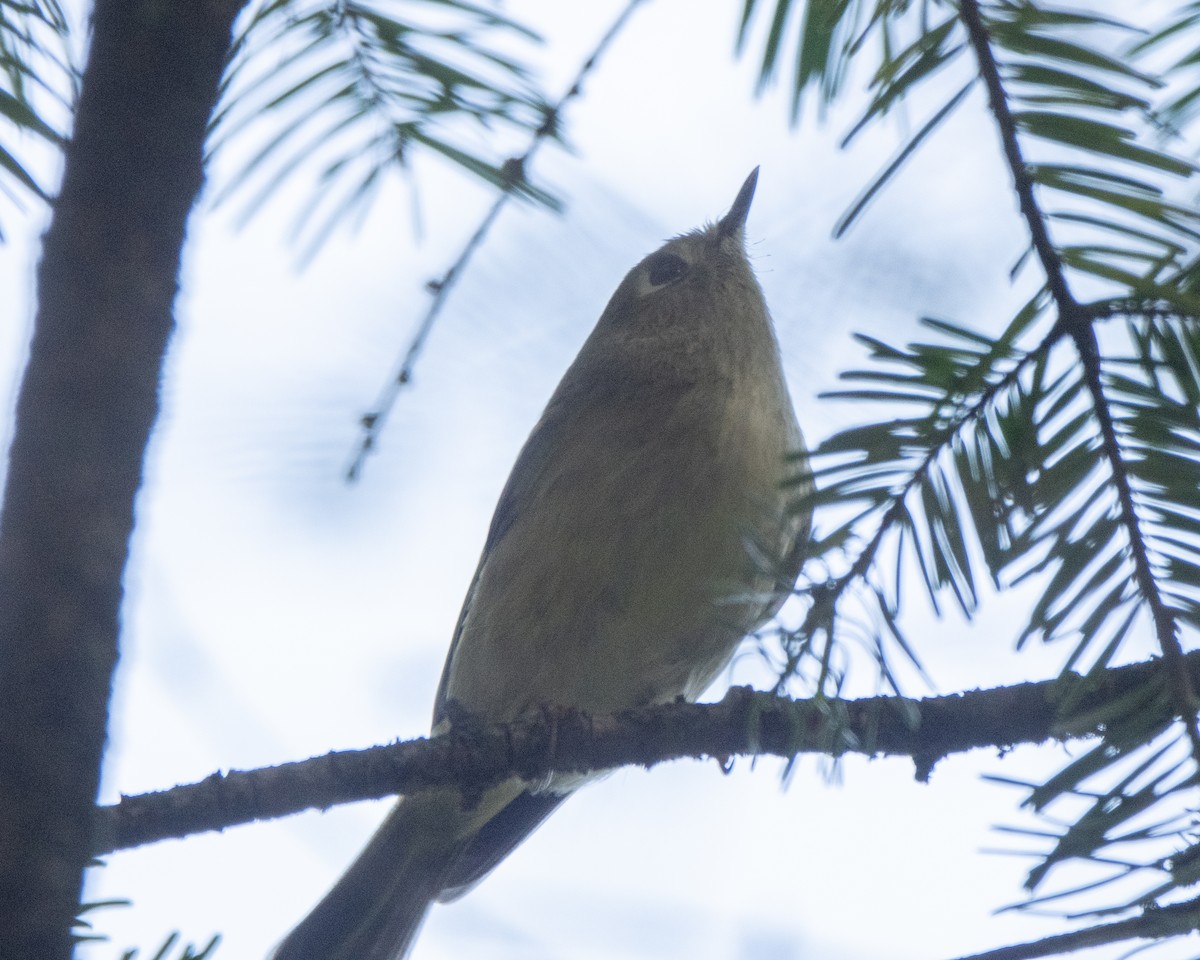 Ruby-crowned Kinglet - ML642925319