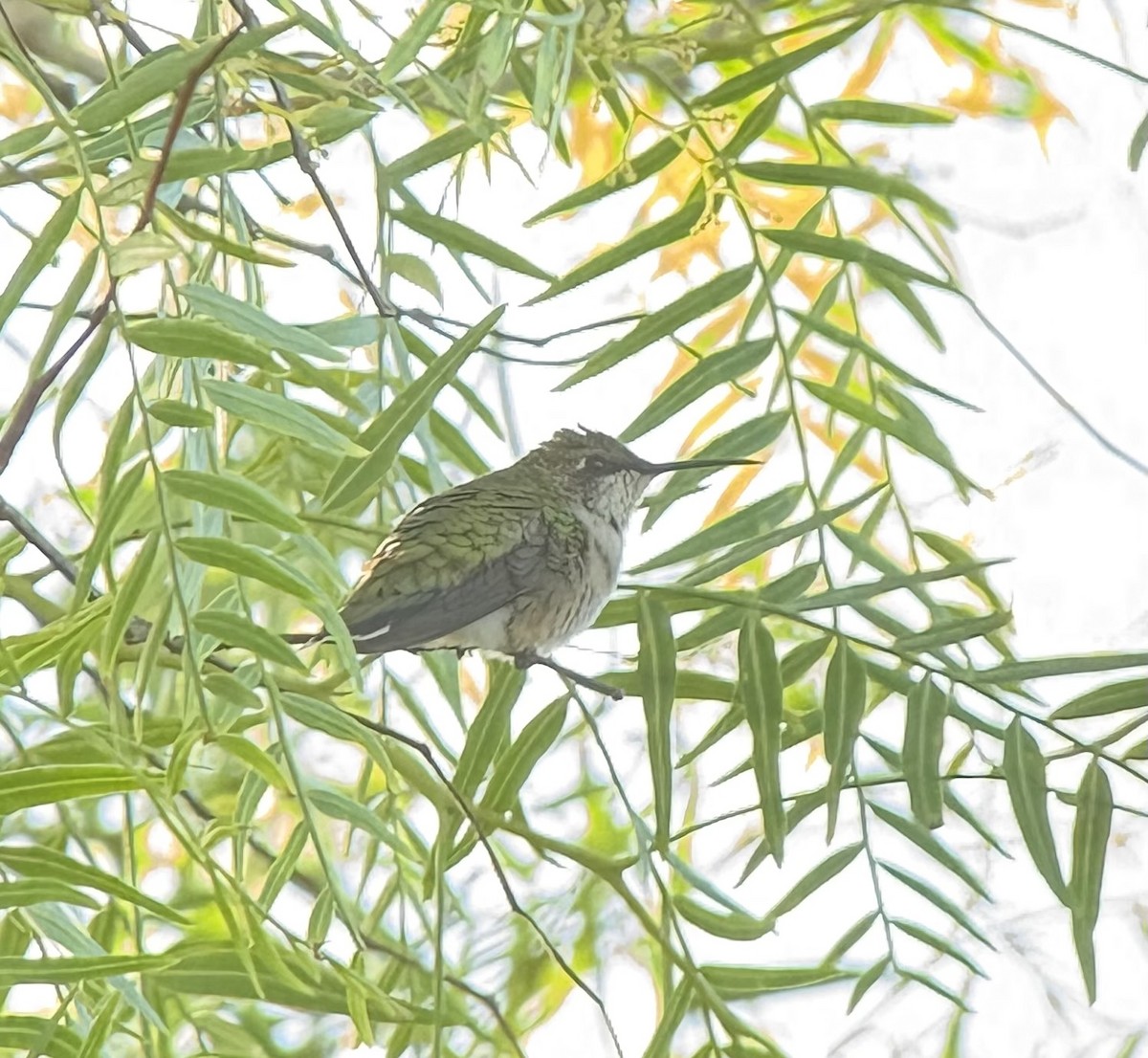 Ruby-throated Hummingbird - ML642925323