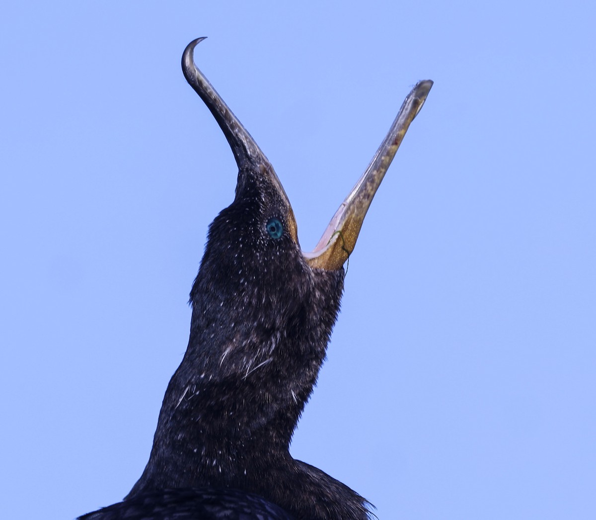 Neotropic Cormorant - ML642925338