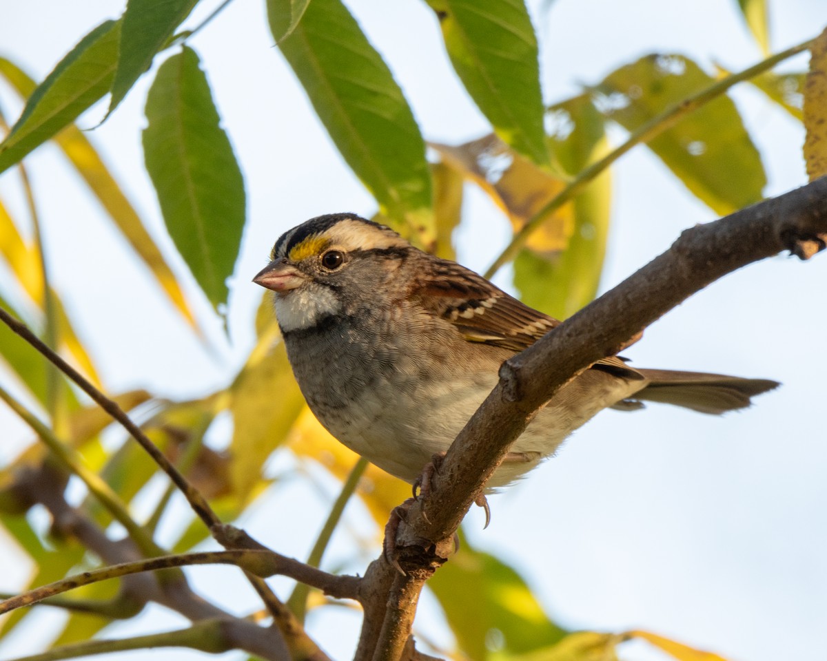 White-throated Sparrow - ML642925340