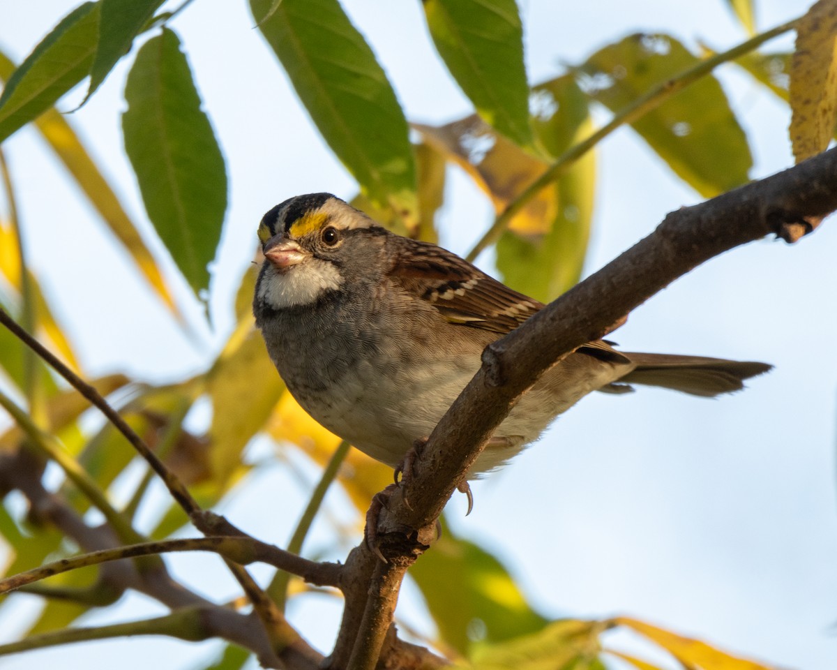 White-throated Sparrow - ML642925343