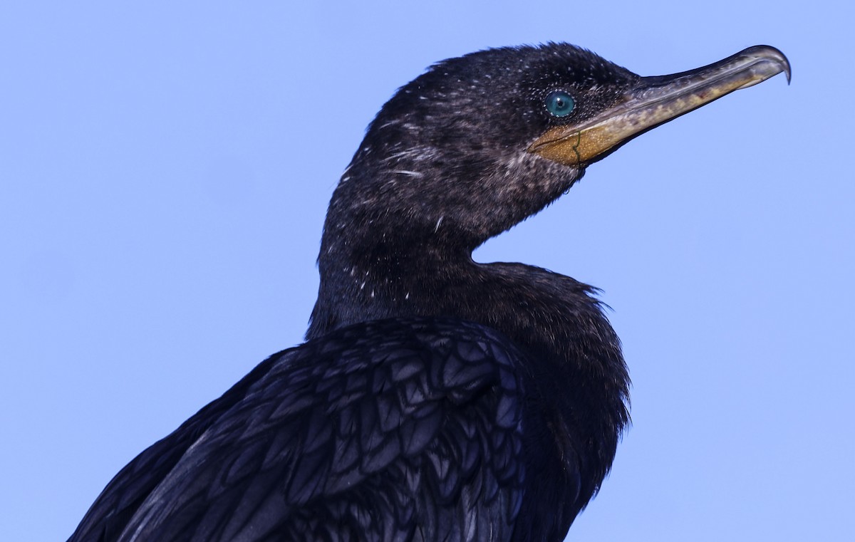 Neotropic Cormorant - ML642925354