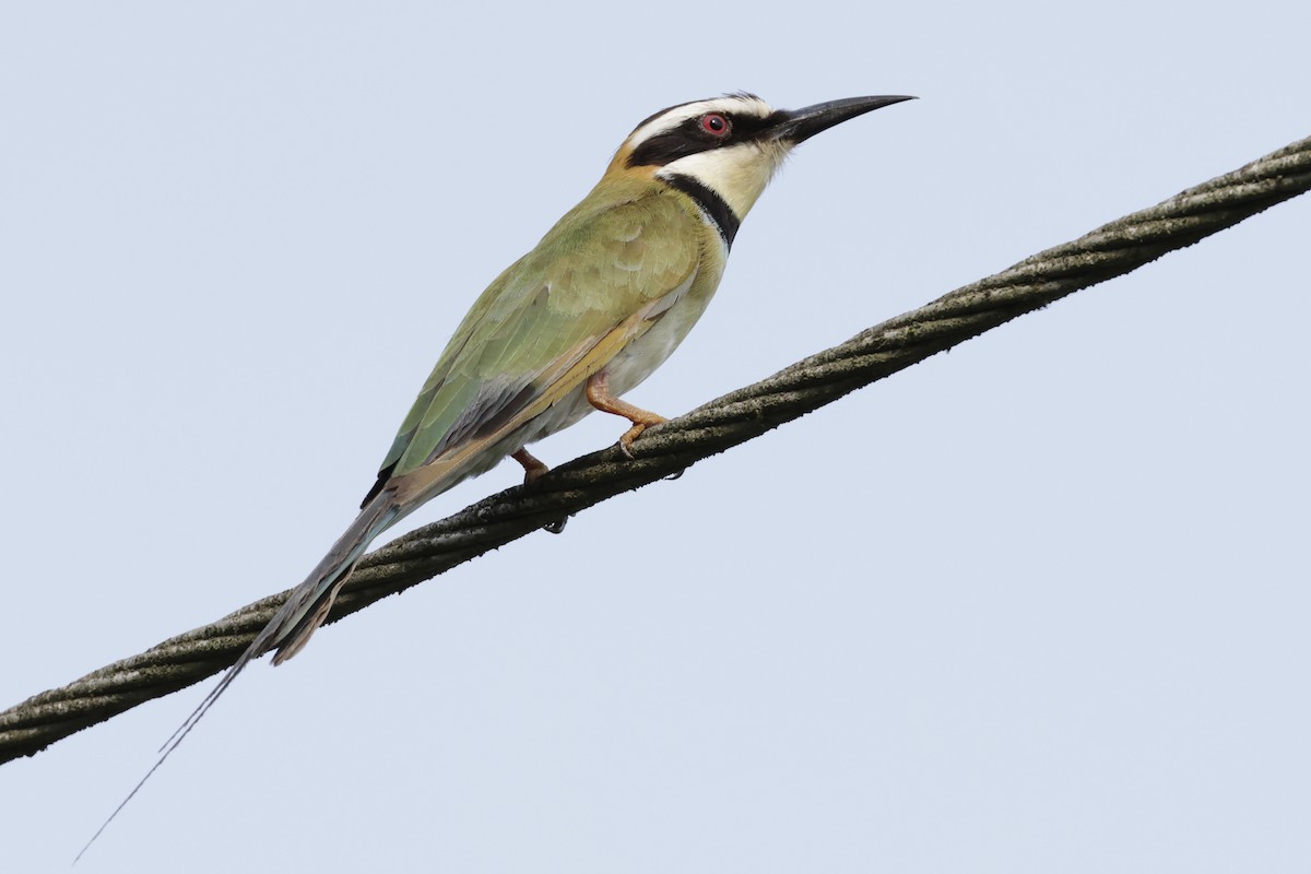 White-throated Bee-eater - ML642925378