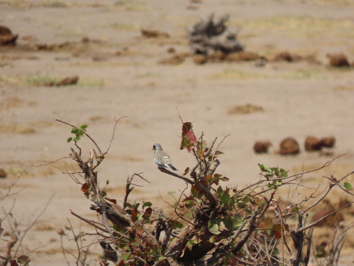 Namaqua Dove - ML642925380