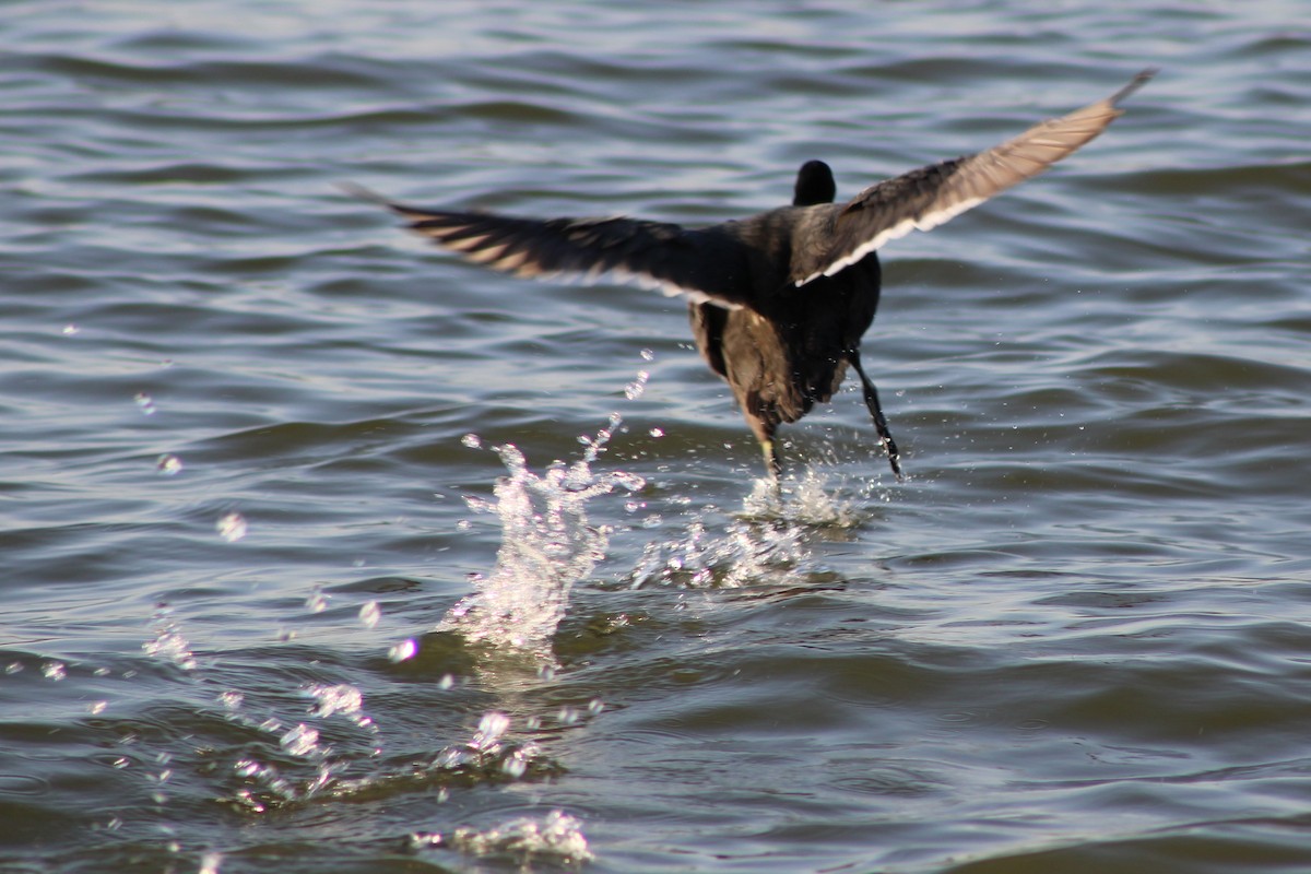 American Coot - ML642925391