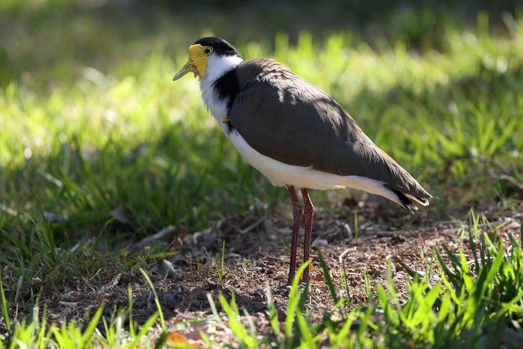 Masked Lapwing - ML642925394