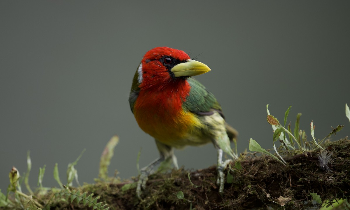 Red-headed Barbet - ML642925396