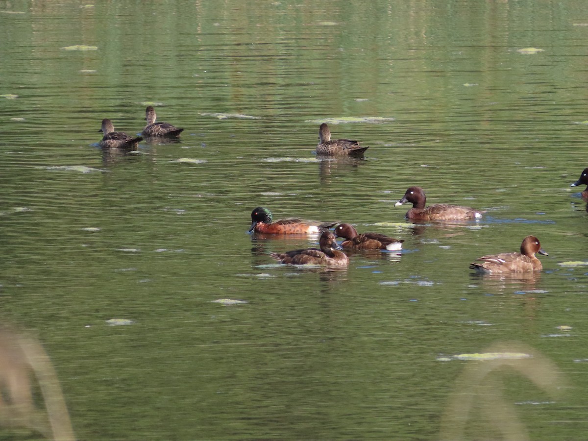 Chestnut Teal - ML642925397
