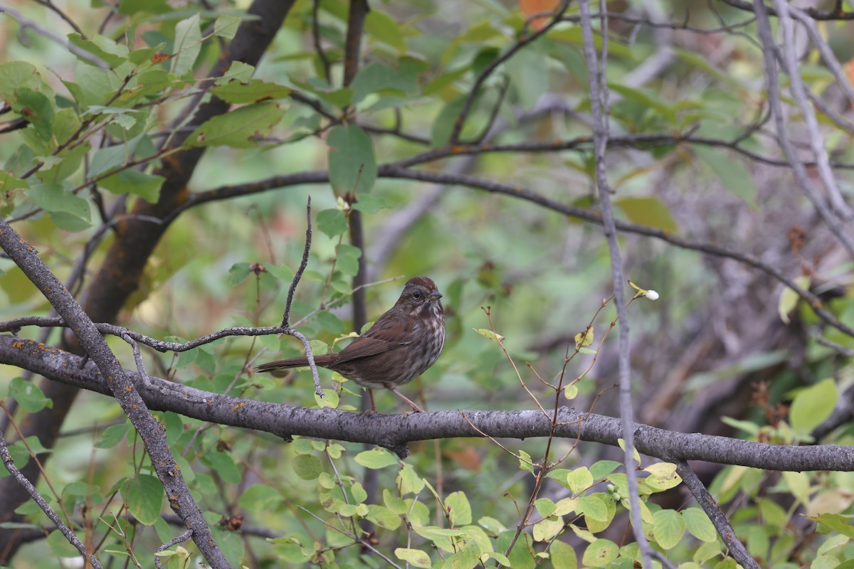 Song Sparrow - ML642925398