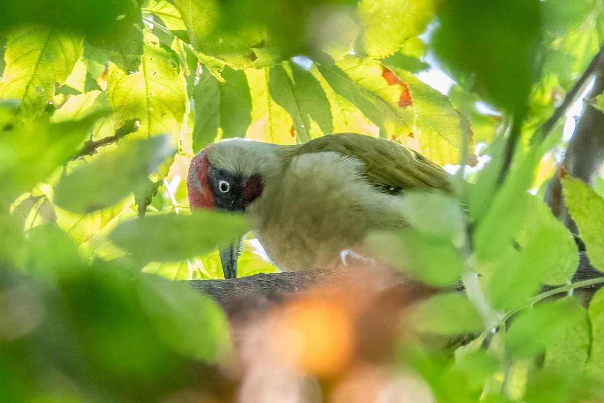 Eurasian Green Woodpecker - ML642925408