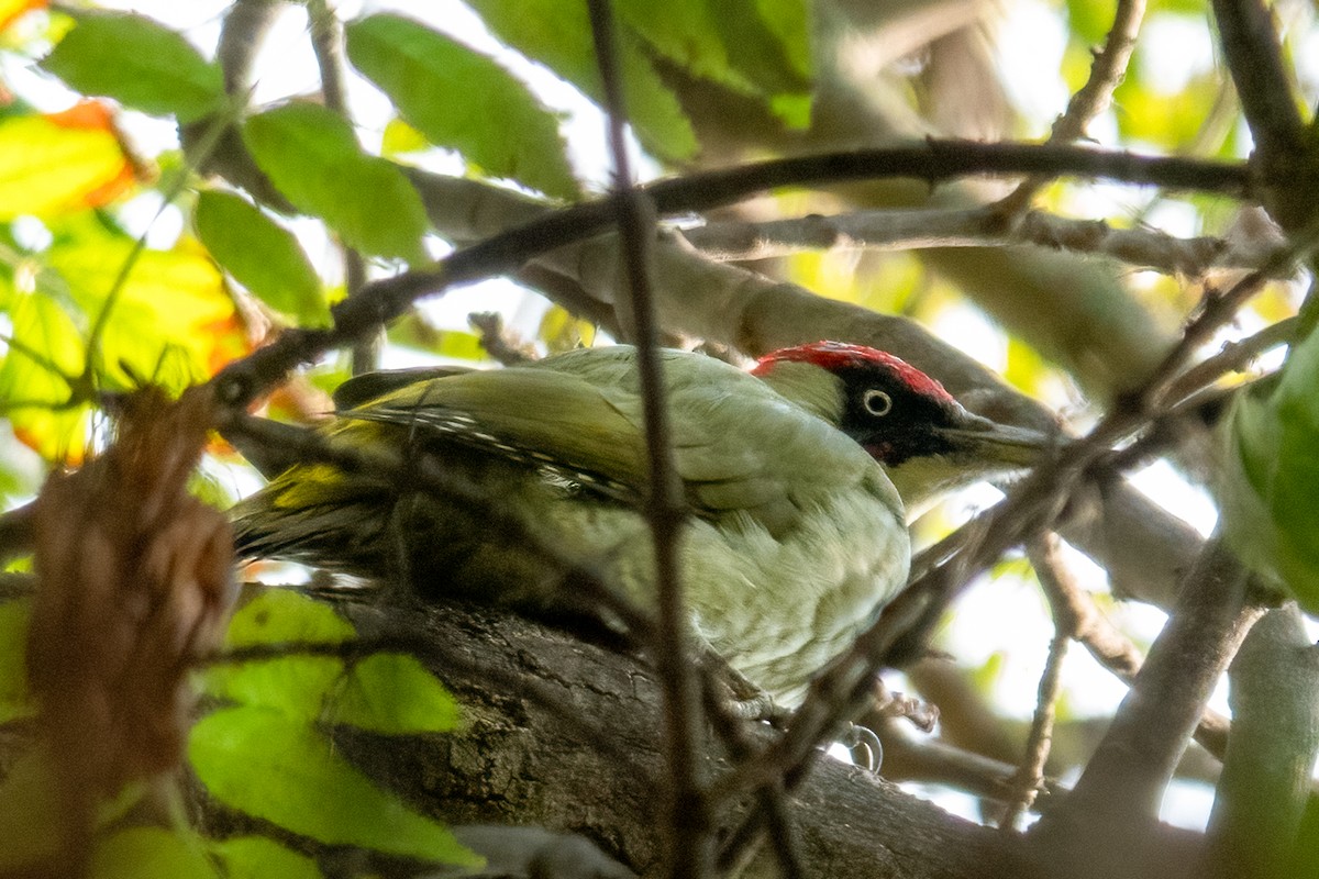 Eurasian Green Woodpecker - ML642925409