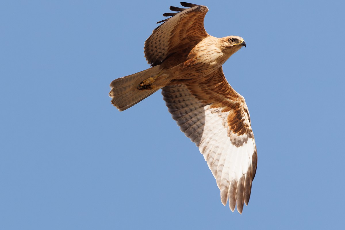 Long-legged Buzzard - ML642925418