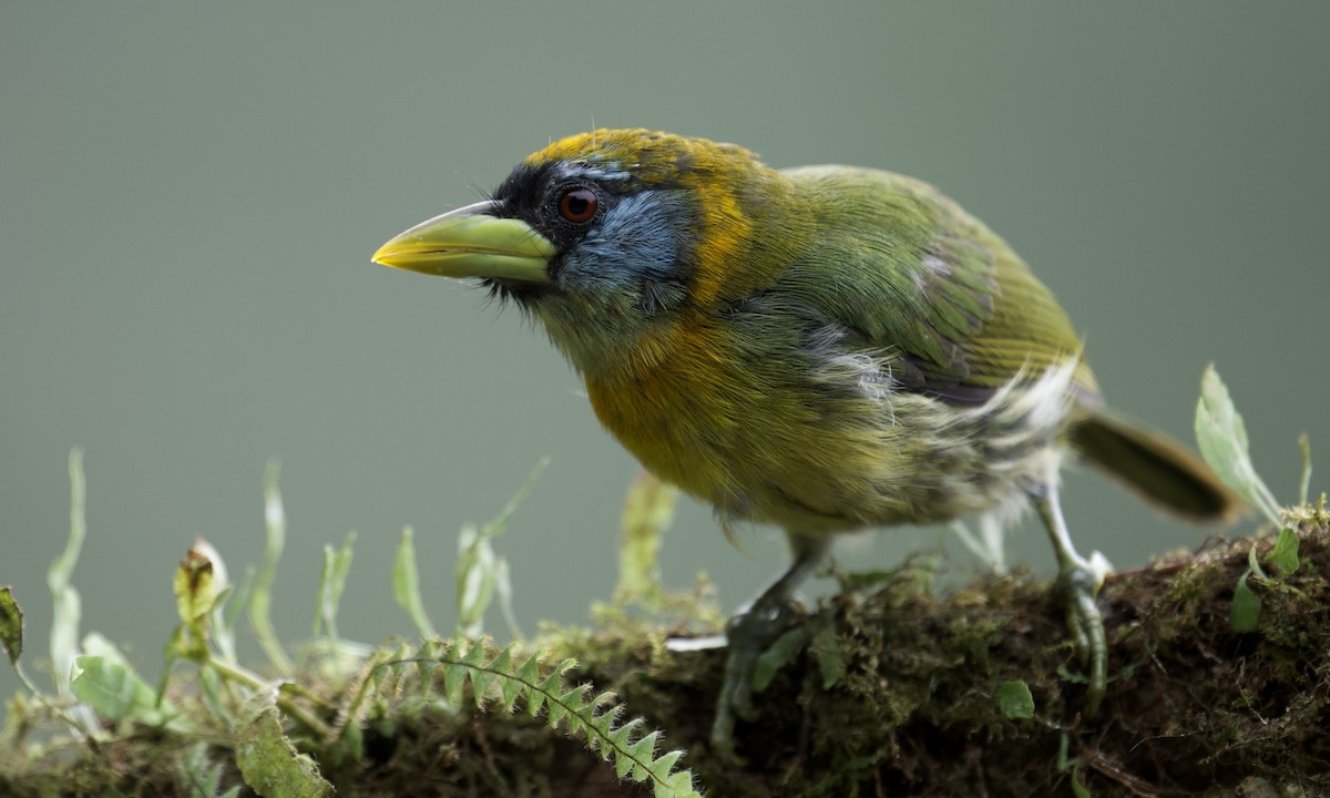 Red-headed Barbet - ML642925421