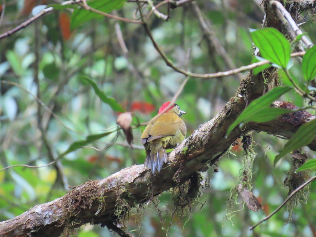 Golden-olive Woodpecker - ML642925422