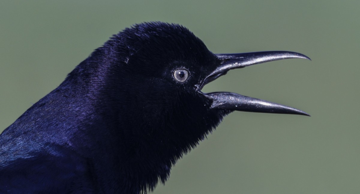 Boat-tailed Grackle - ML642925423