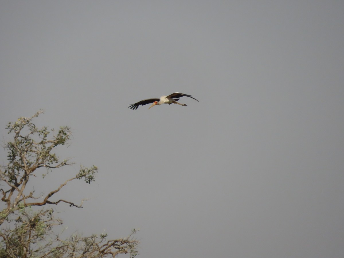 Yellow-billed Stork - ML642925428