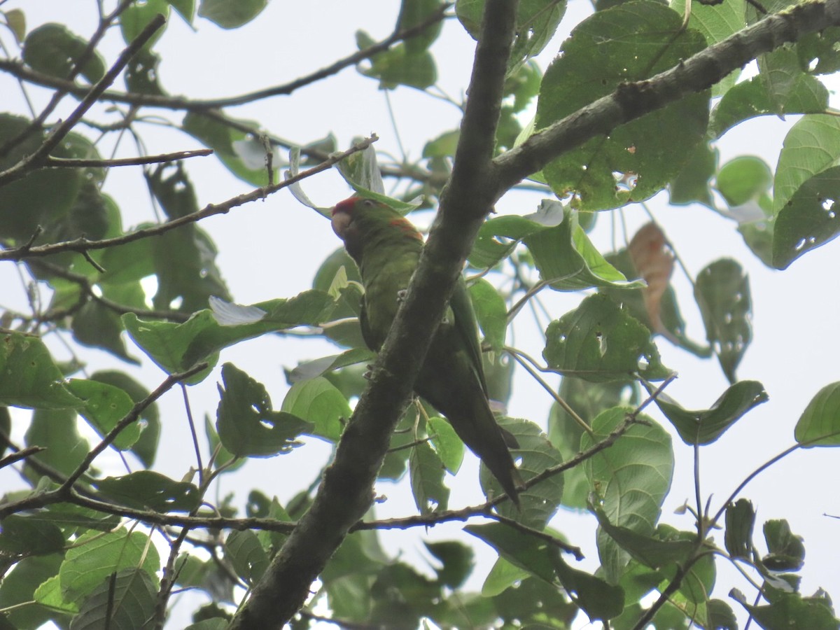 Scarlet-fronted Parakeet - ML642925429