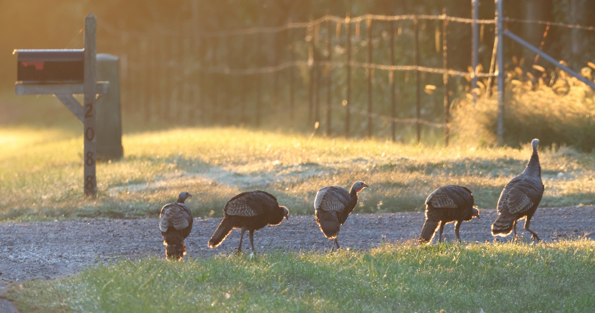 Wild Turkey - ML642925430