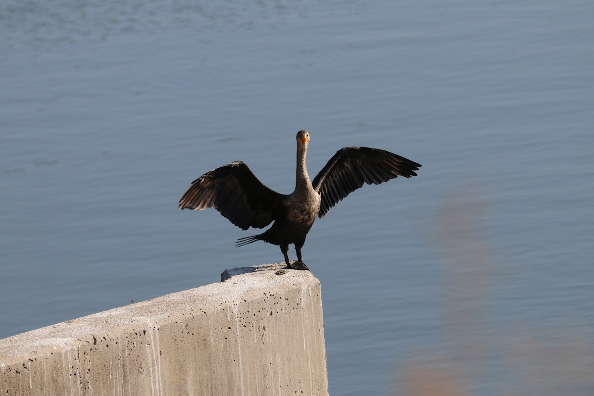 Double-crested Cormorant - ML642925431
