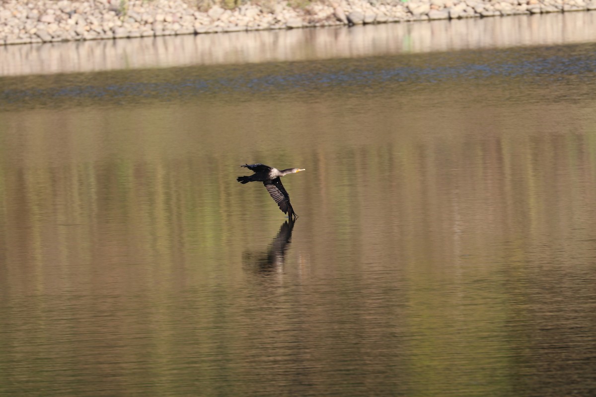 Double-crested Cormorant - ML642925432