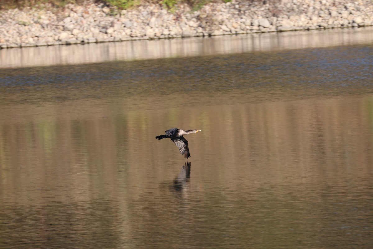 Double-crested Cormorant - ML642925433